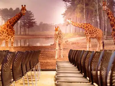 The Serengeti Lounge